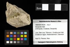 Foto (Objekt + Etiketten) von Decapoda indet. 